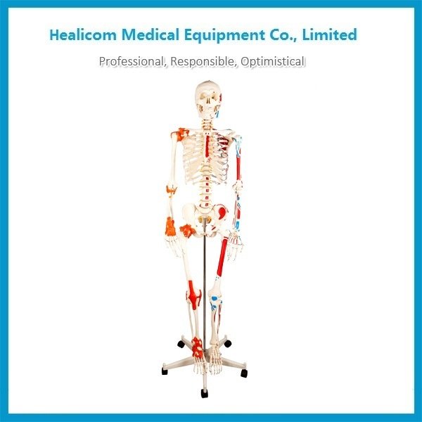 Hc-11102-1 Human Skeleton with Painted Muscle and Ligament Model 180cm