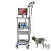 High Quality WET-6000 Medical veterinary small animal video endoscope